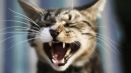 Koliko zuba mačka ima: čeljusti dijagram odrasle mačke